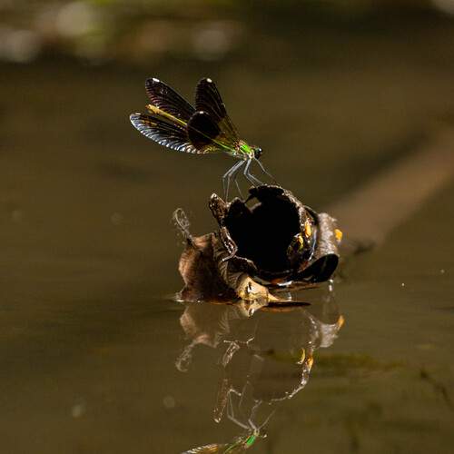 Photo #12834511