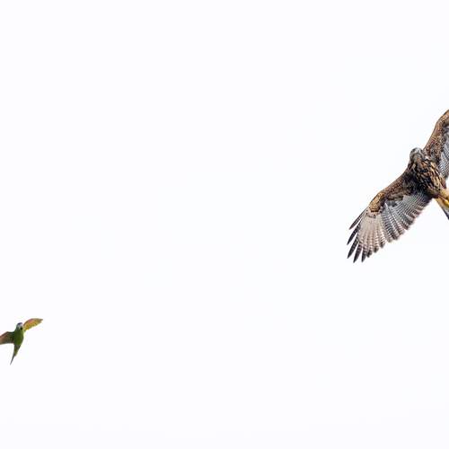 Harris’s Hawk