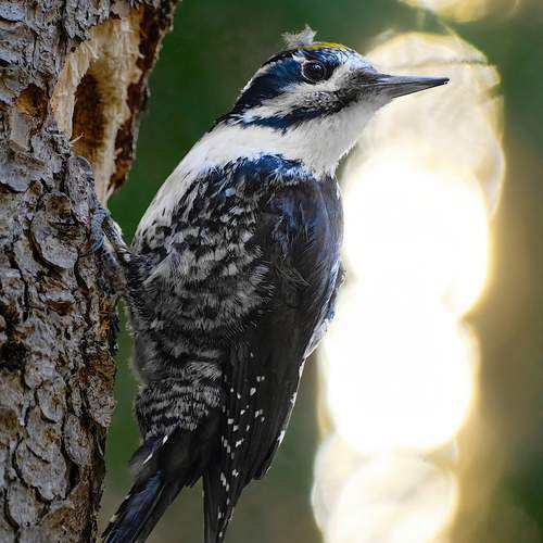 Фотография #12835396