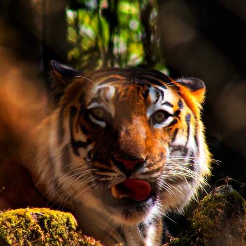 Photo #12835535