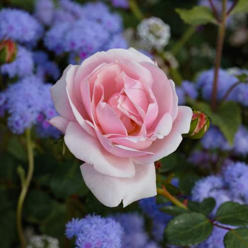 Photo #12837497