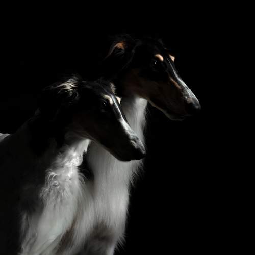 Photo #12837963