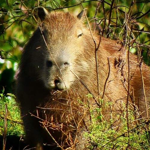 Capivara