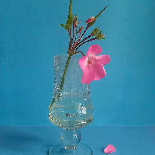 Photo #12838939