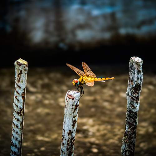 Dragon fly
