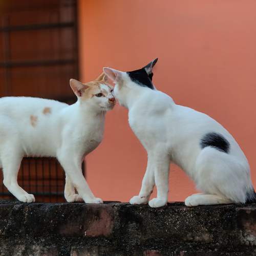Two cats