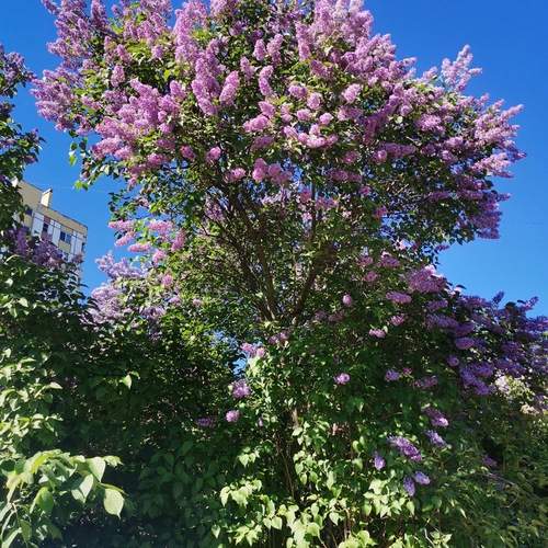 Photo #12839494