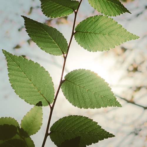 Autumn leaves