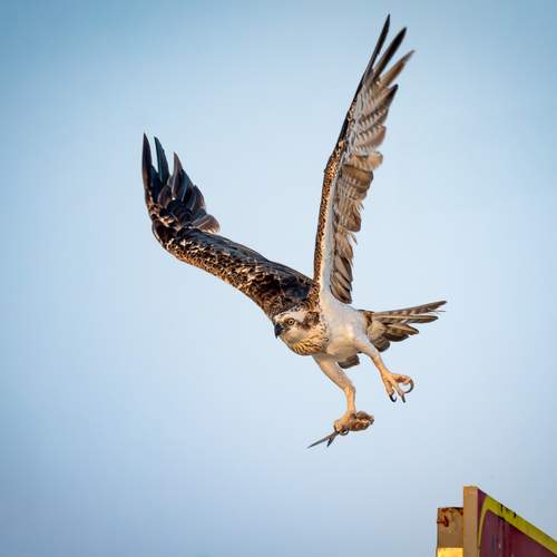Osprey taking off with a Catch