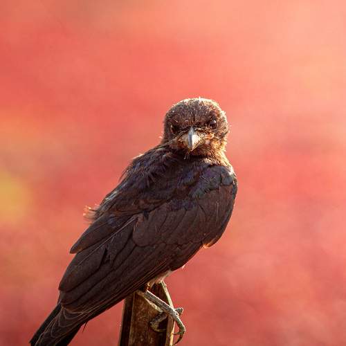 Photo #12840882