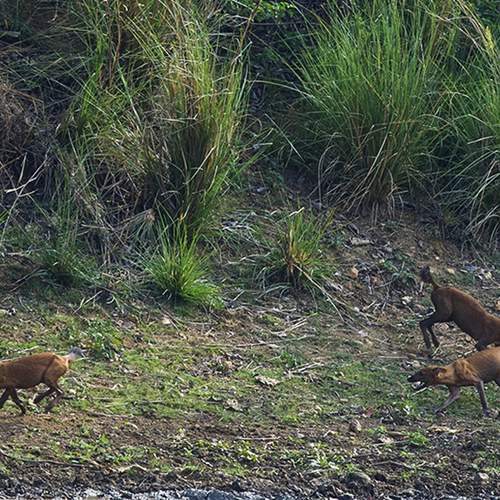 Wild dogs on hunt