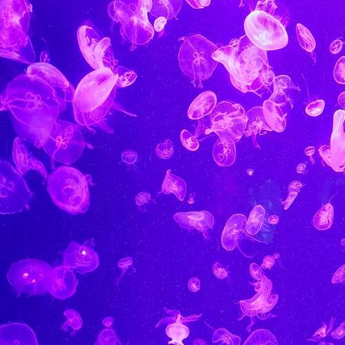 Photo #12841518