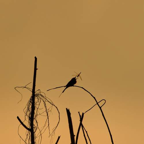 Photo #12842217