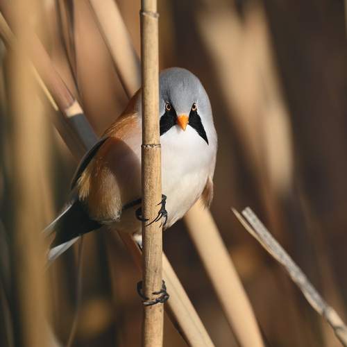 Photo #12842326