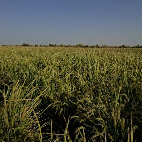 Photo #12843446