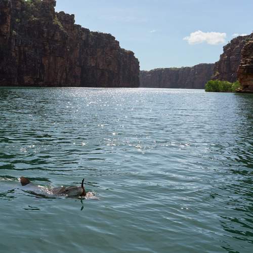 THE MONJON VS. THE TIGER SHARK