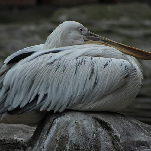 Photo #12844041