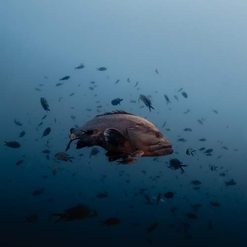 Alone in the blue
