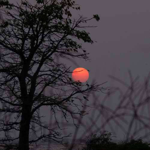 O Sol Preso na Mata
