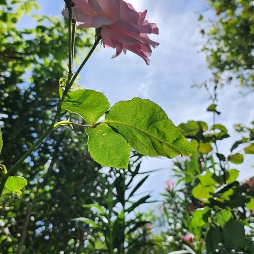 Photo #12844475