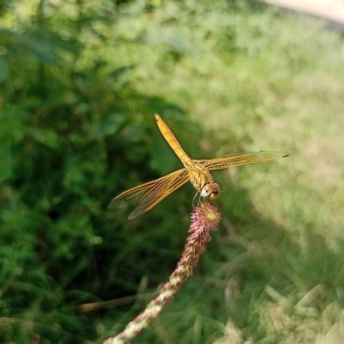 Photo #12844906