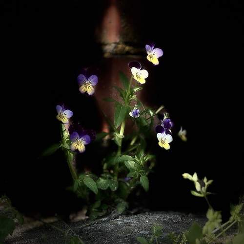 Photo #12845018