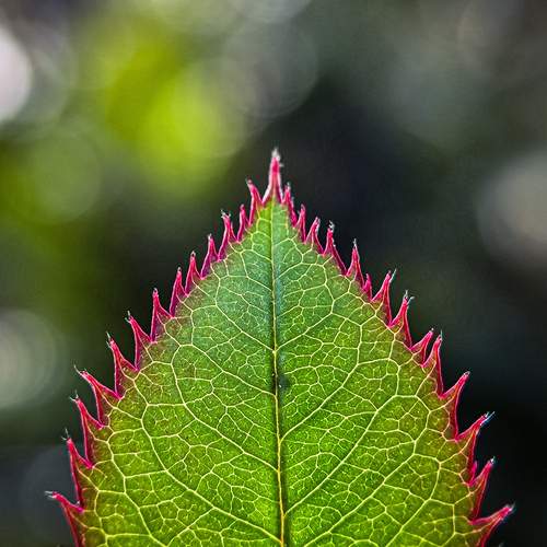 Photo #12845099