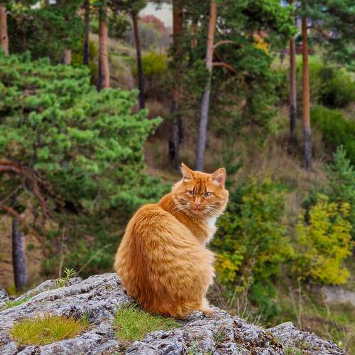 Фотография #12845229