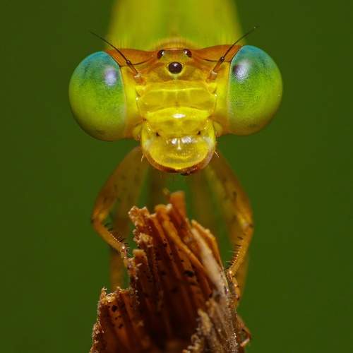 Green damselfly