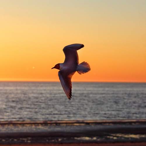Photo #12845733
