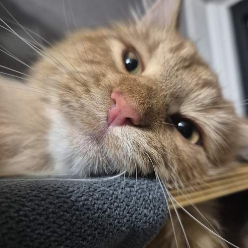 Max