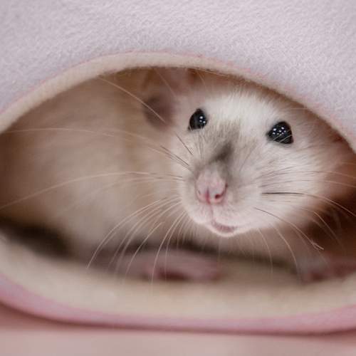 Photo #12846311