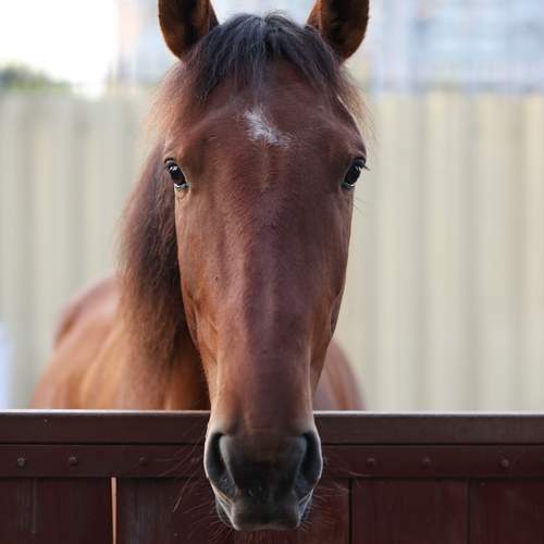 Photo #12846312