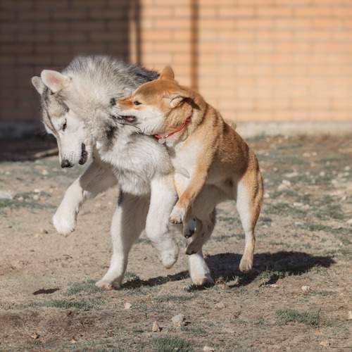 Photo #12846313