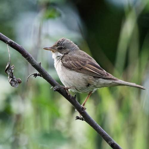 Серая славка