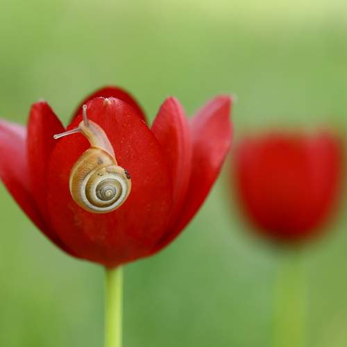 Tuliba cypria