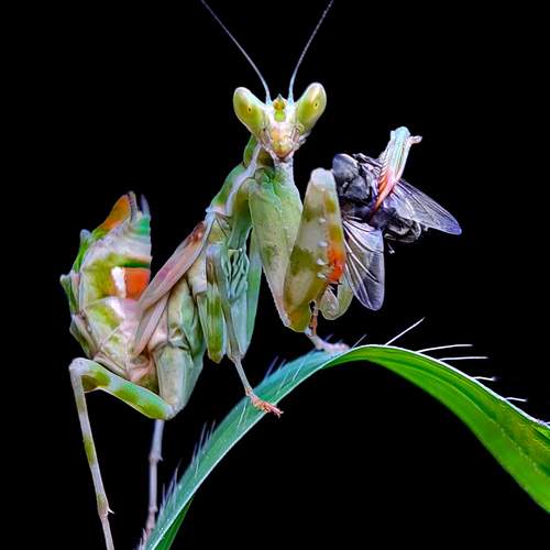Flower mantis catch housefly.