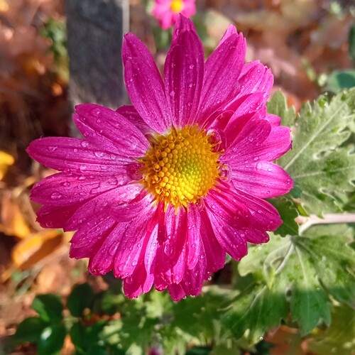 Autumn flower chrisantem.