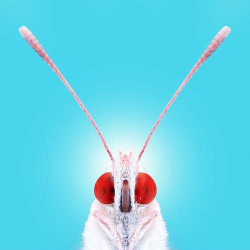 Photo #12846784