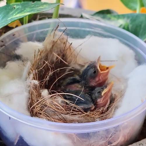 New born chitu