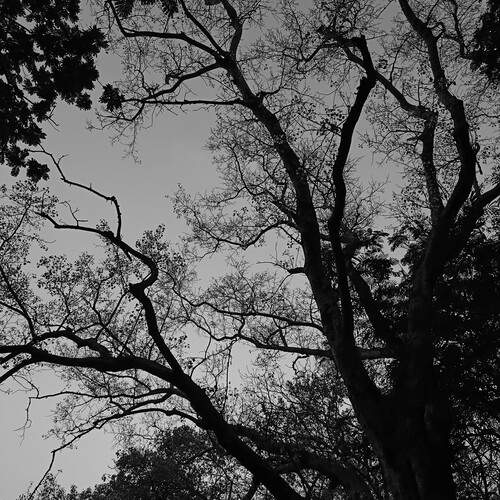 Photo #12847916