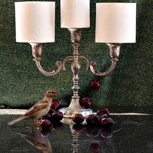 Photo #12848975