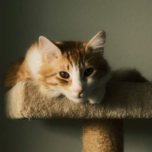 Photo #12849240