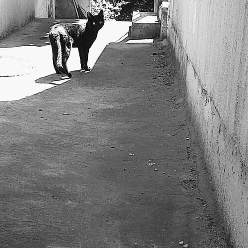Photo #12849581