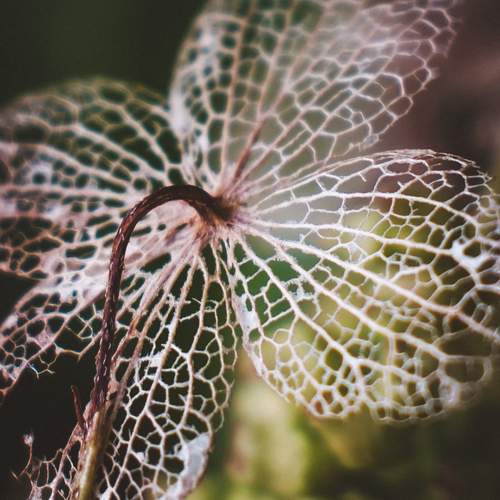 Photo #12850017