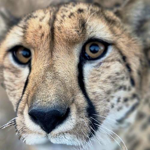 Photo #12850681