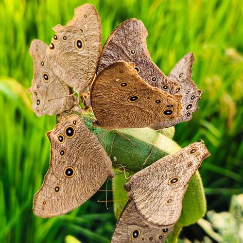 Cluster of brown Butterfly Shot On Vivo V50