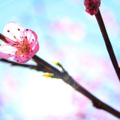 Photo #12851081