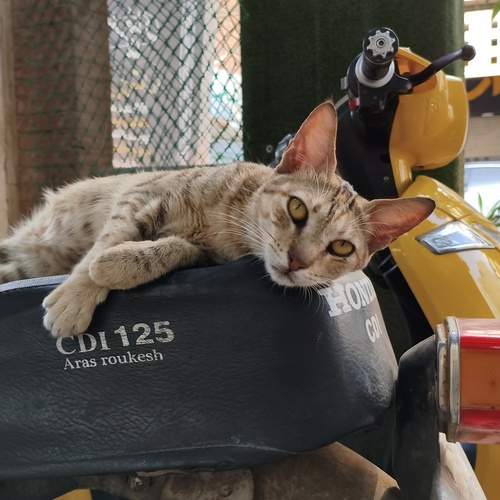 Photo #12851399