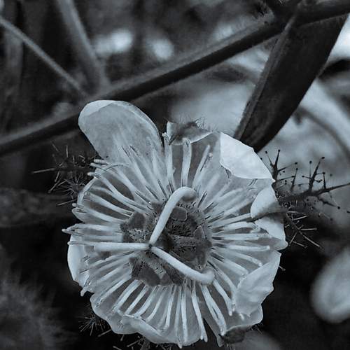 Photo #12851632